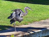 Ruffled Heron_15217